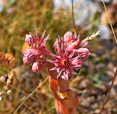 Sempervivum marmoreum