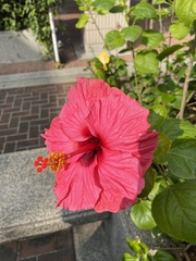Hibiscus rosa-sinensis