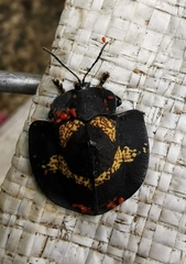 Trilaccodea meridionalis