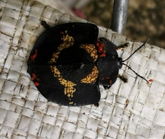 Trilaccodea meridionalis