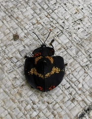 Trilaccodea meridionalis