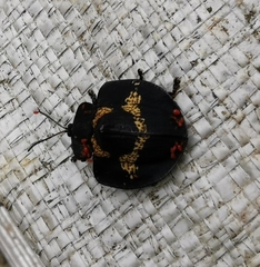 Trilaccodea meridionalis