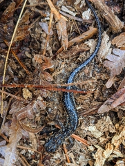 Plethodon grobmani