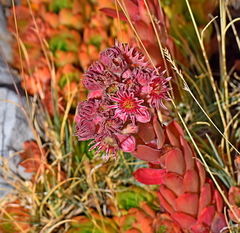 Sempervivum marmoreum