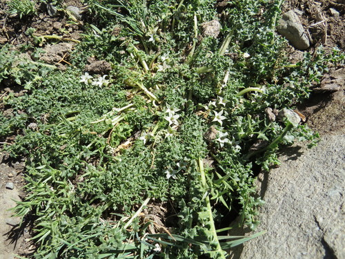Jaborosa caulescens, photograph 3