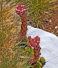 Sempervivum marmoreum