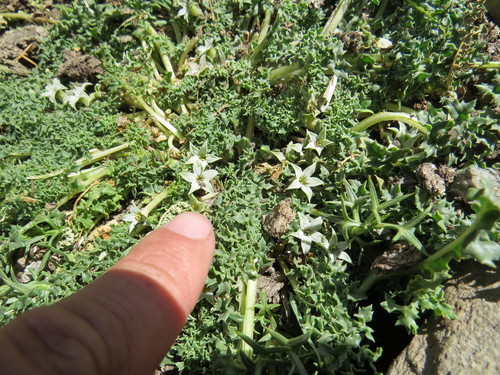 Jaborosa caulescens, photograph 2