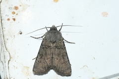 Euxoa comosa