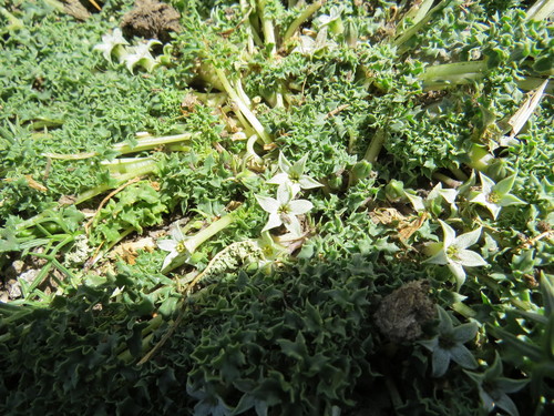 Jaborosa caulescens, photograph 1