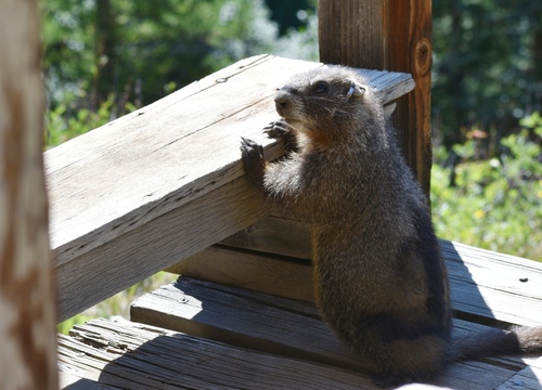 Yellow-bellied Marmot photographed in Colorado