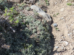 Trichocline dealbata