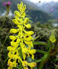 Corydalis juncea