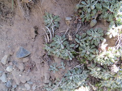 Trichocline dealbata