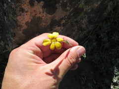 Sisyrinchieae