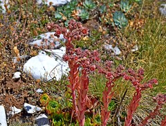 Sempervivum marmoreum