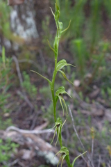 Pterostylis daintreana
