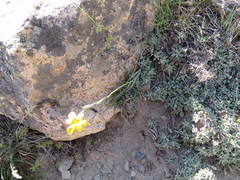 Sisyrinchieae