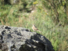 Upucerthia validirostris