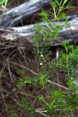 Cyanothamnus occidentalis
