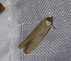 Holcocera immaculella