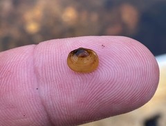 Sphaerium striatinum