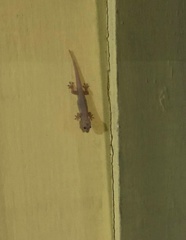 Hemidactylus turcicus