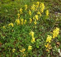 Corydalis juncea