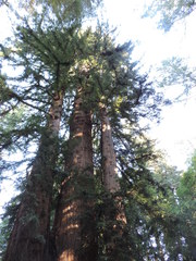 Sequoioideae