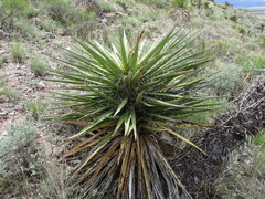 Yucca treculiana