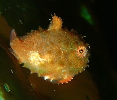 Eumicrotremus orbis