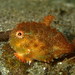 Sculpins and Allies - Photo (c) Sara Thiebaud, some rights reserved (CC BY-NC), uploaded by Sara Thiebaud