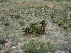 Yucca treculiana
