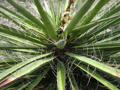 Yucca treculiana