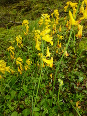 Corydalis juncea