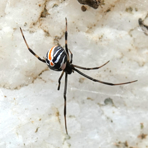 Redback Spider