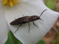 Actenicerus cuprascens