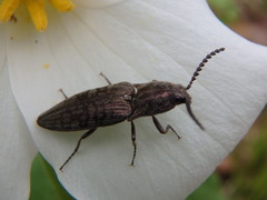 Actenicerus cuprascens