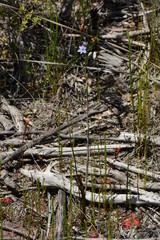 Thelymitra circumsepta