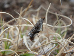 Ancylis mediofasciana