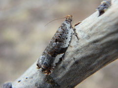 Ancylis mediofasciana