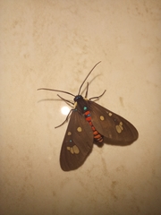Euclera rubricincta