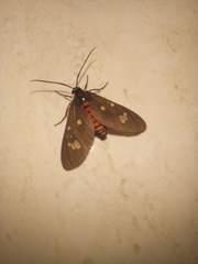 Euclera rubricincta