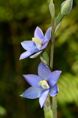 Thelymitra circumsepta