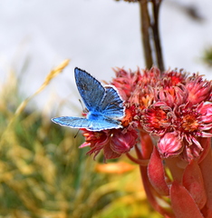 Polyommatus dorylas