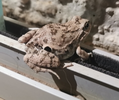 Pleurodema cinereum