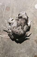 Pleurodema cinereum