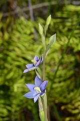 Thelymitra circumsepta