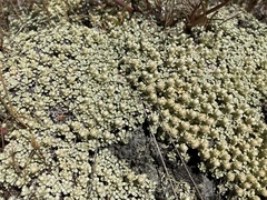 Raoulia parkii