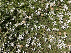 Lobelia perpusilla