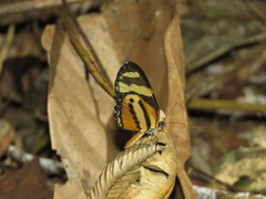 Eresia eunice mechanitis